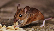24 Hour & Emergency Exterminators in Centenary, SC